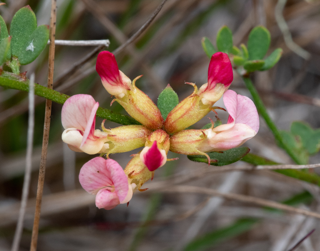 Acmispon cytisoides (Bentham's deerweed), native California subshrub