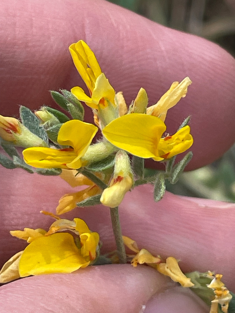 Acmispon decumbens — parent species of Acmispon decumbens var. decumbens