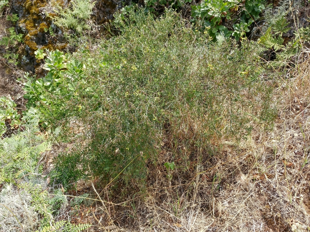 Acmispon dendroideus — parent species of Acmispon dendroideus var. veatchii