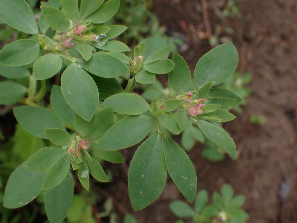 Acmispon denticulatus (Toothed lotus), native California herb