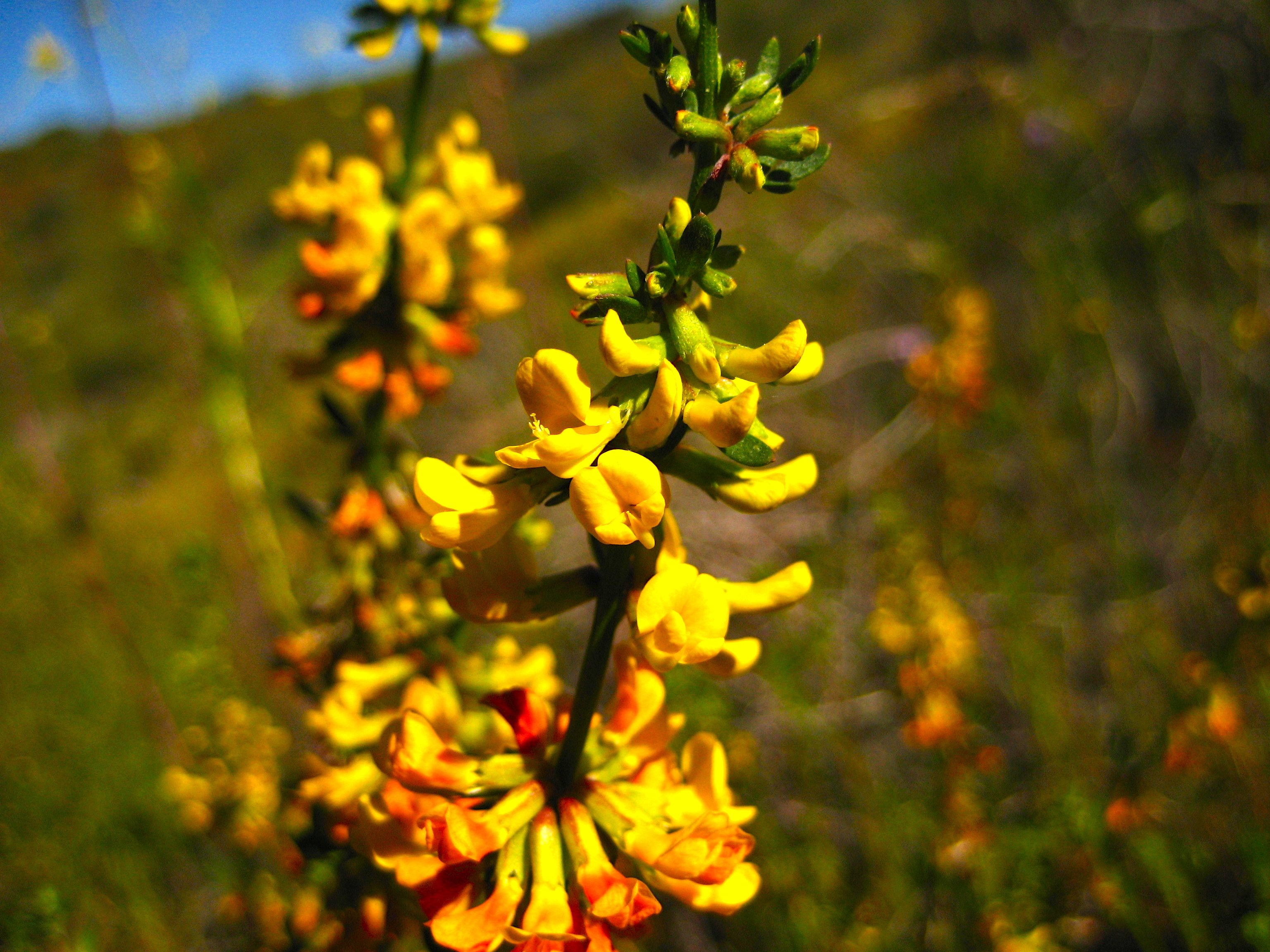 Acmispon glaber (Deerweed), native California subshrub