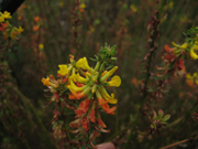 Acmispon glaber — parent species of Acmispon glaber var. glaber