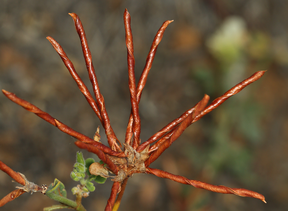 Acmispon grandiflorus var. macranthus (Mountain chaparral lotus), native California subshrub