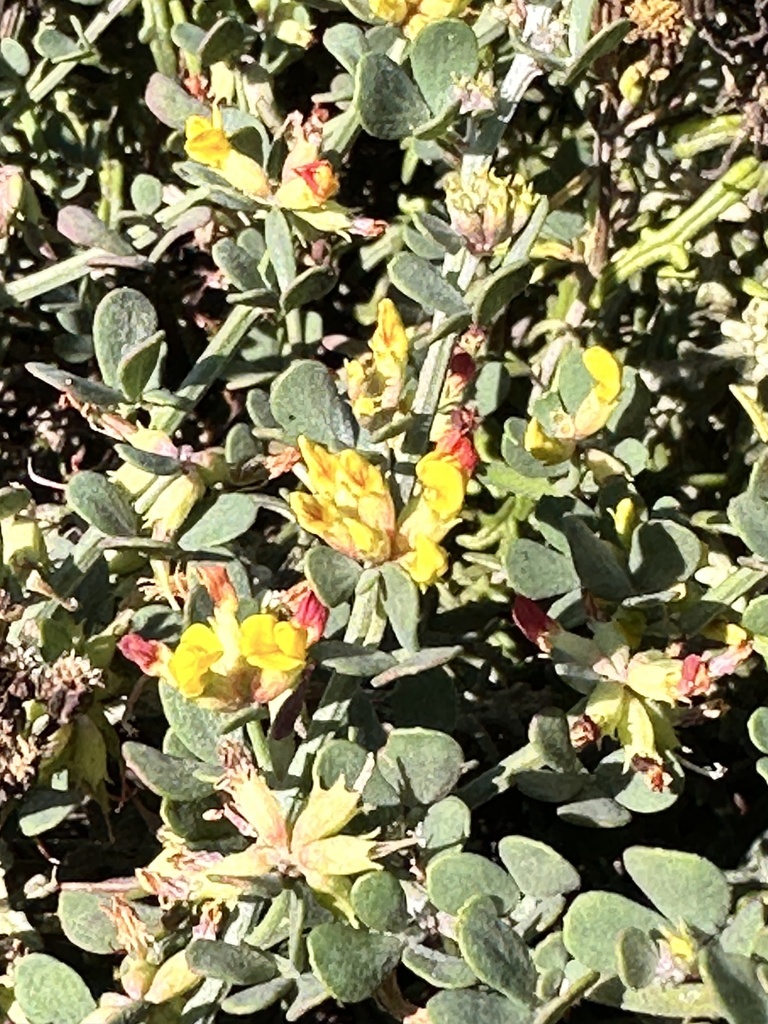 Acmispon junceus — parent species of Acmispon junceus var. biolettii