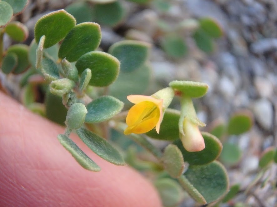 Acmispon maritimus — parent species of Acmispon maritimus var. brevivexillus