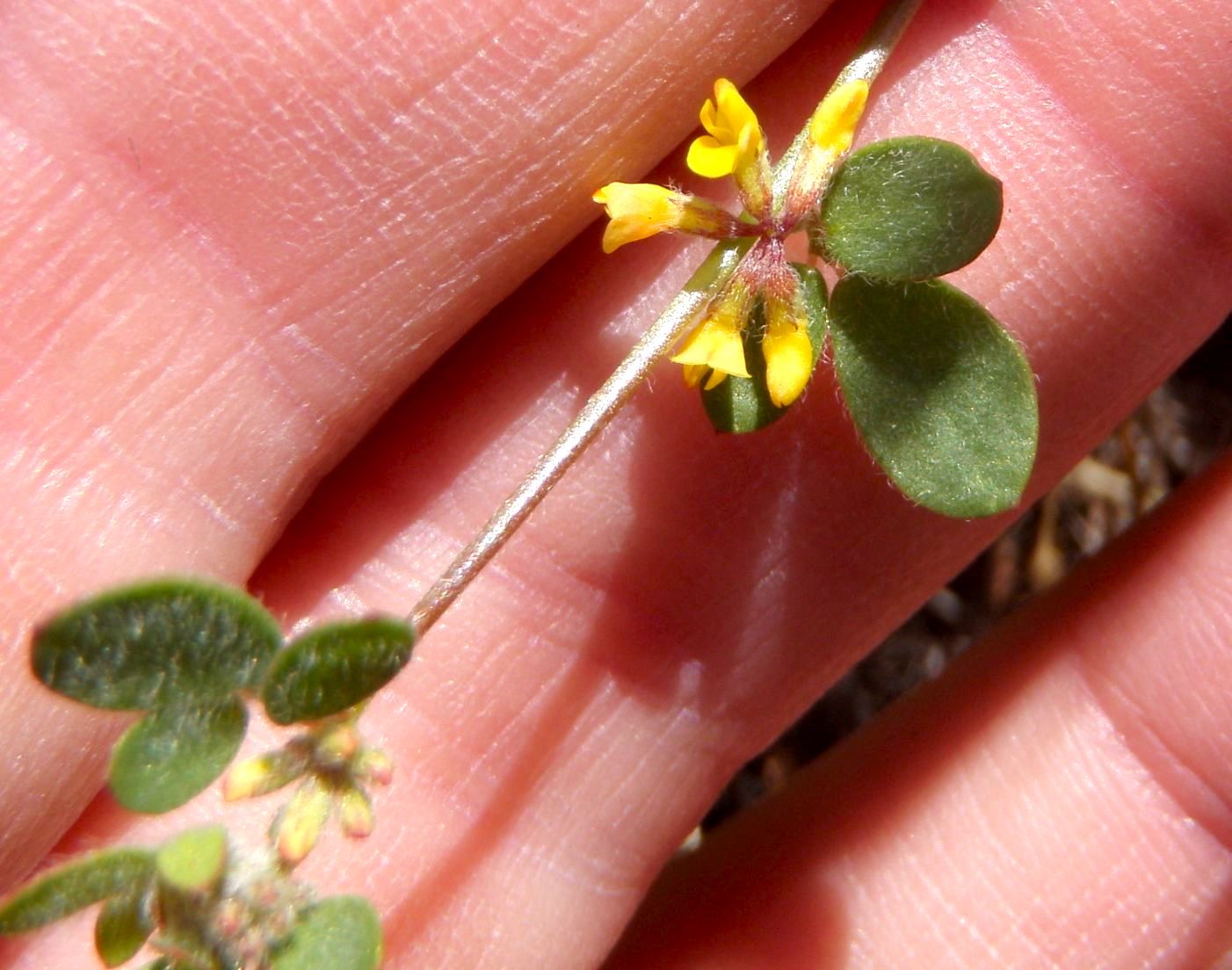 Acmispon micranthus (Small flowered lotus), native California herb