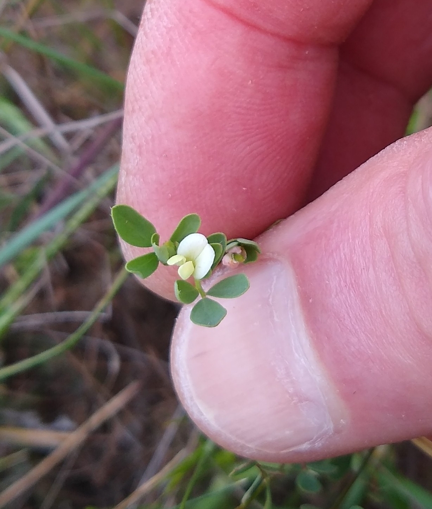 Acmispon parviflorus (Hill lotus), native California herb