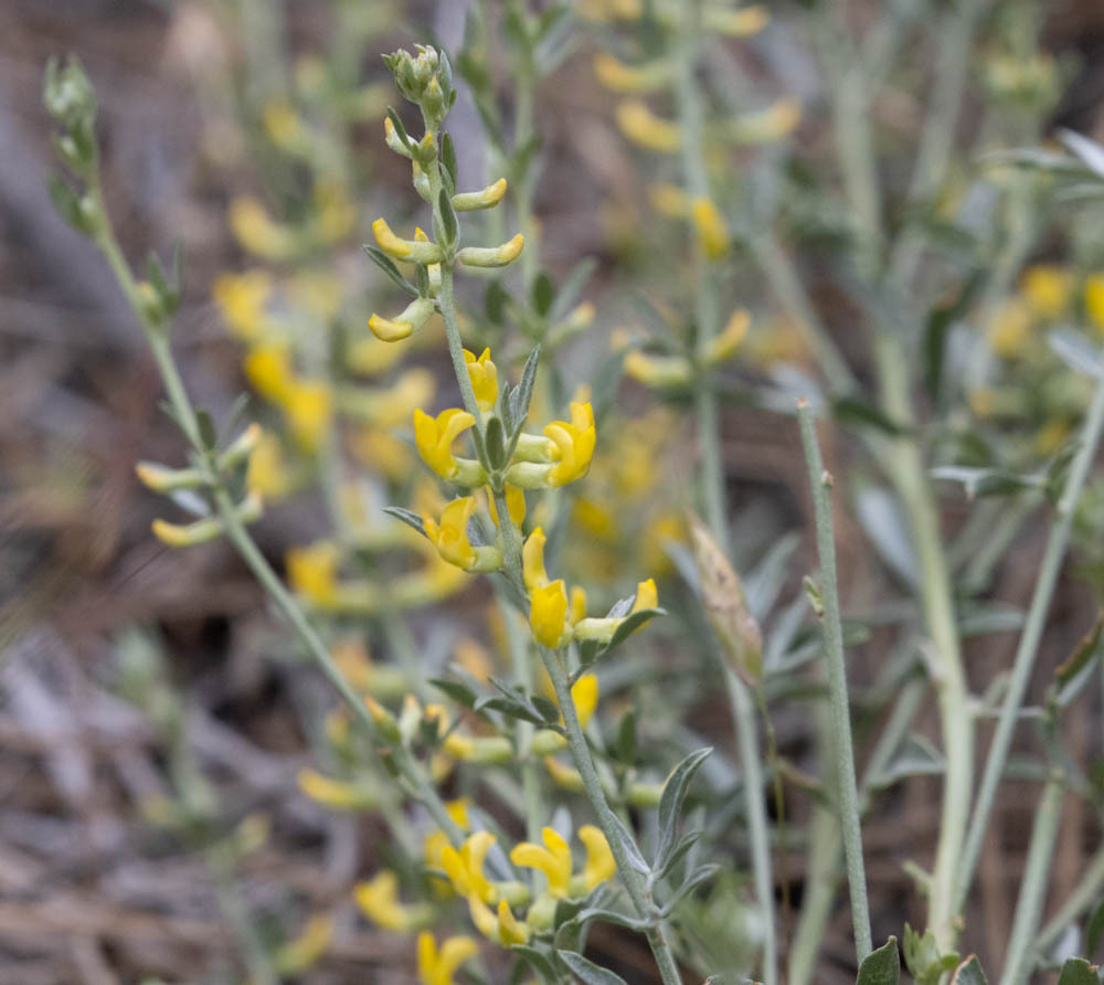 Acmispon procumbens — parent species of Acmispon procumbens var. jepsonii