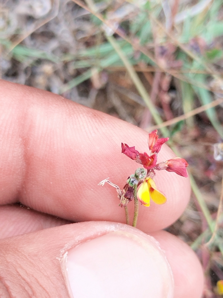 Acmispon prostratus (Nuttall's acmispon), native California herb