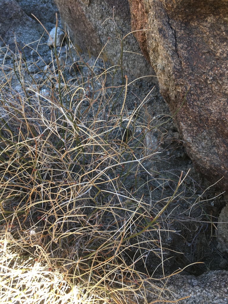 Acmispon rigidus (Desert lotus), native California subshrub