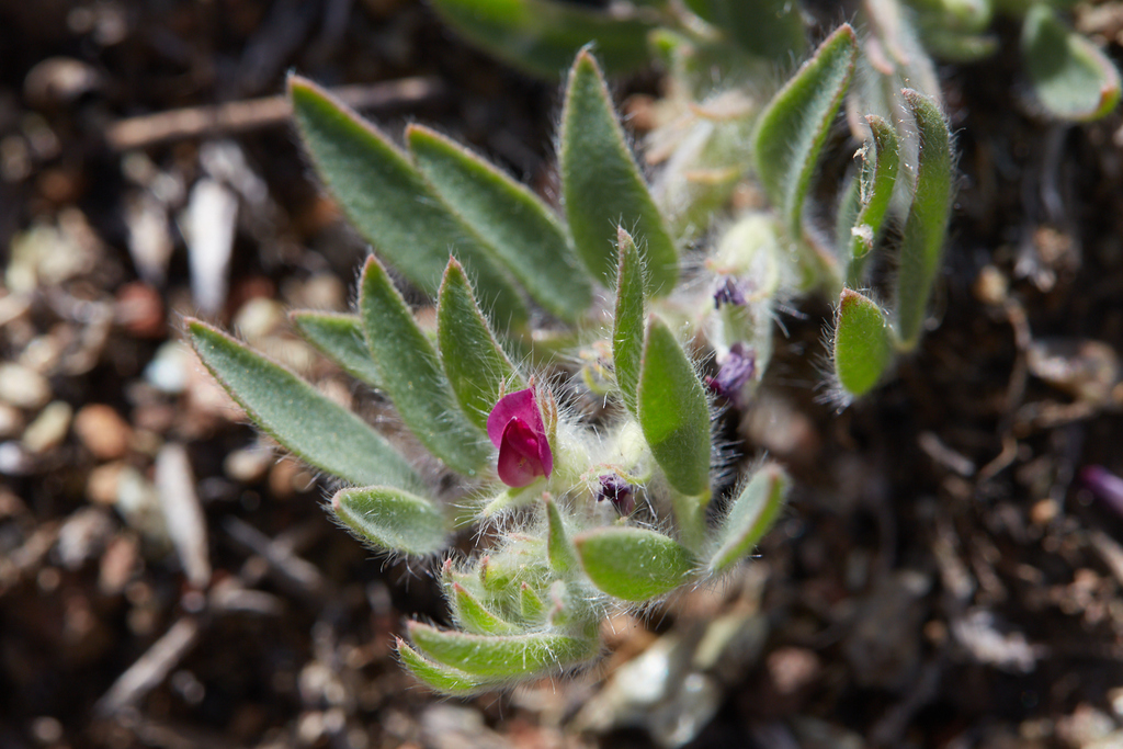 Acmispon rubriflorus (Red-flowered bird's-foot trefoil), native California herb