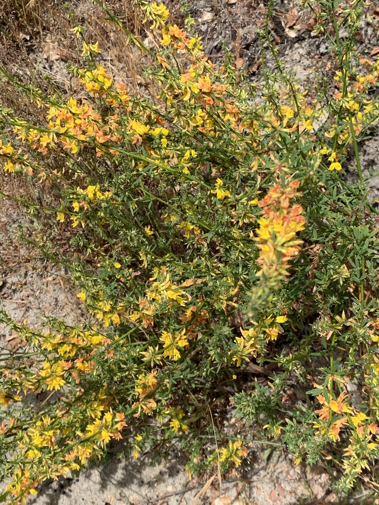 Acmispon sp. (Deervetch), non-native California perennial