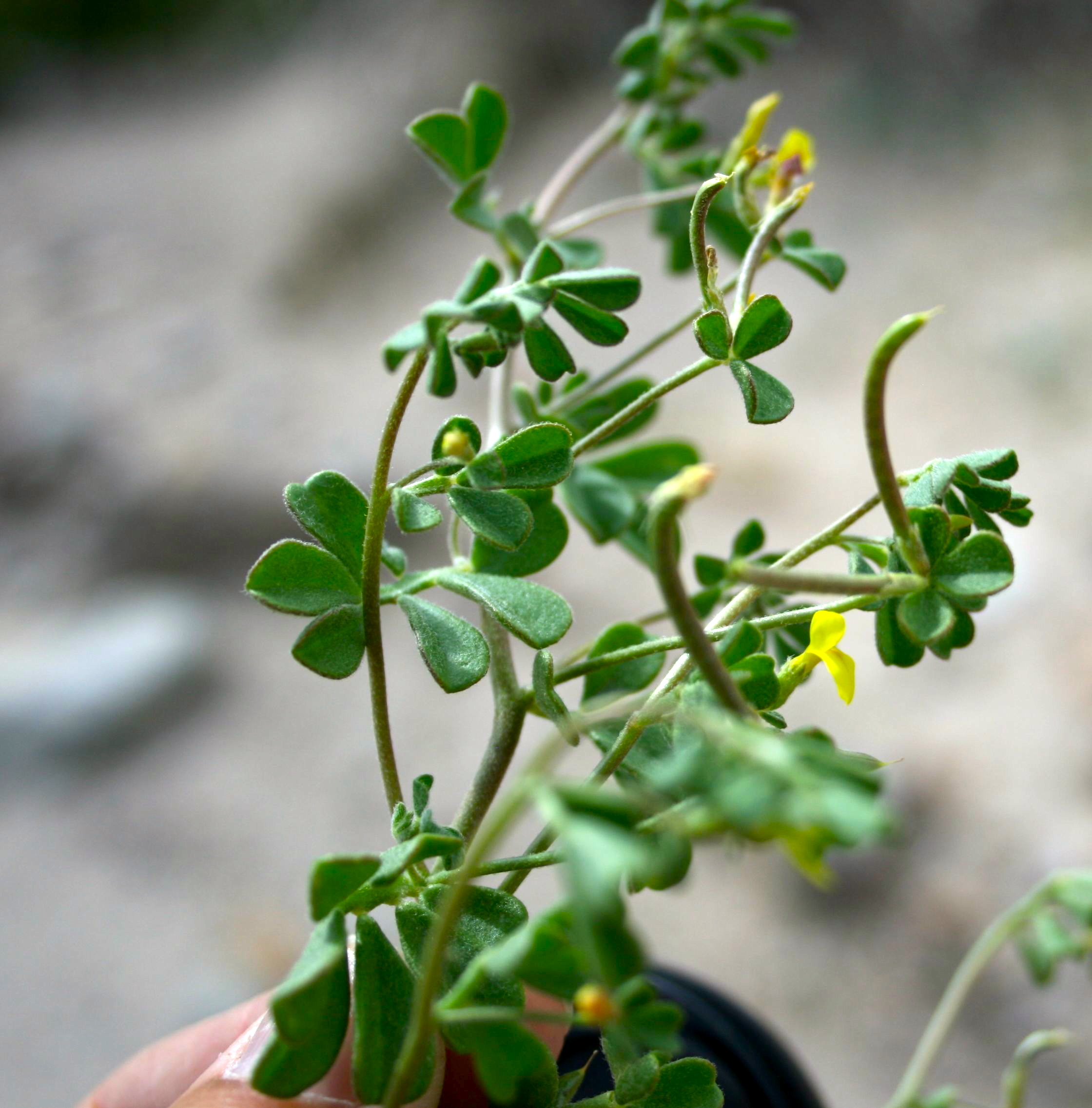 Acmispon strigosus (Strigose lotus), native California herb
