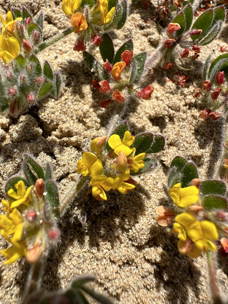 Acmispon tomentosus var. glabriusculus (Heermann's lotus), native California herb