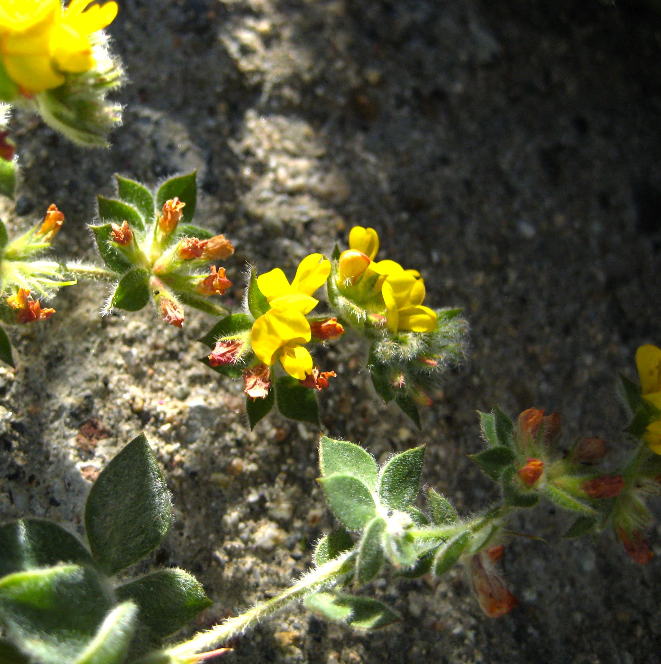 Acmispon tomentosus (Heermann's lotus), native California herb