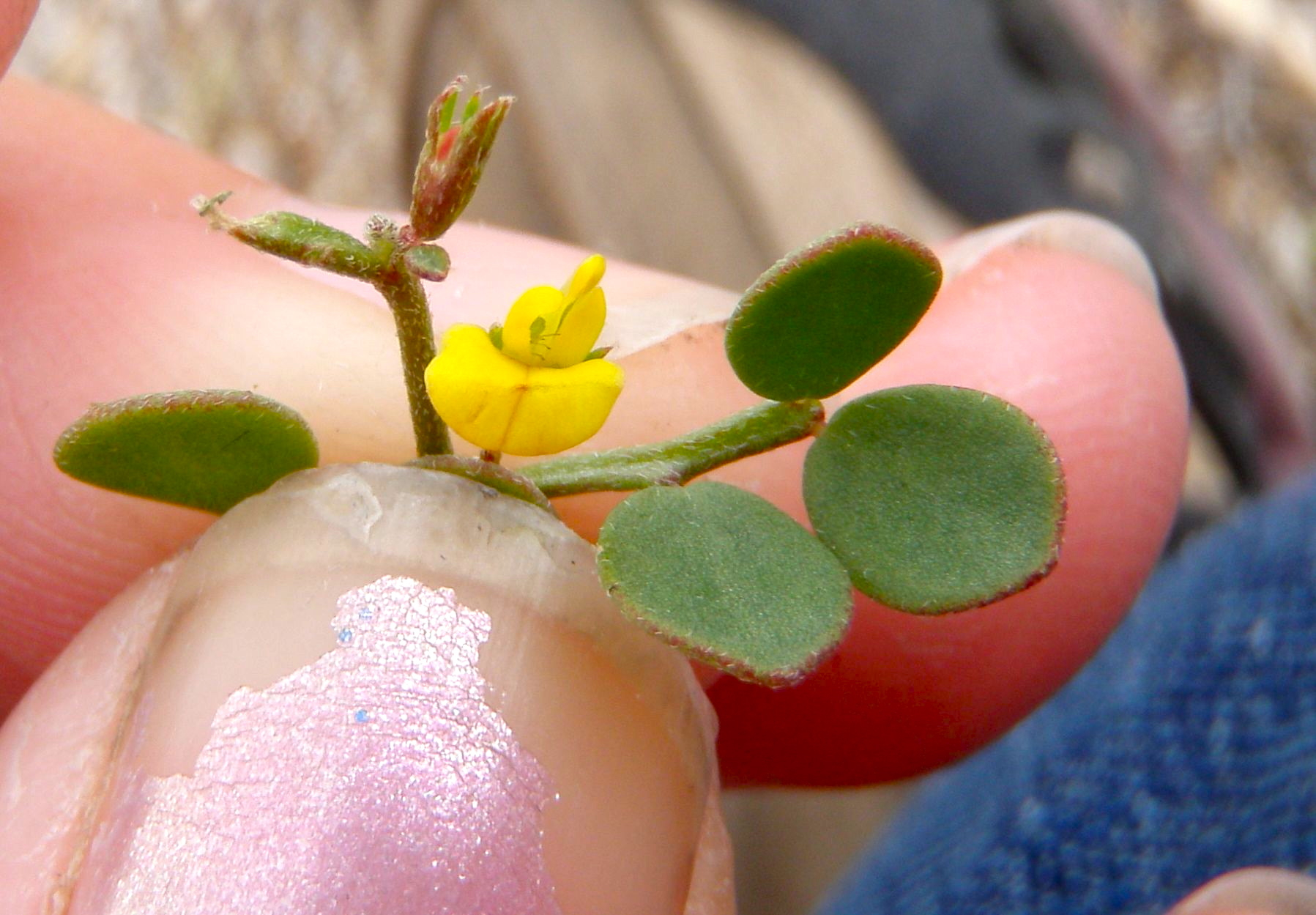 Acmispon wrangelianus (Chilean trefoil), native California herb