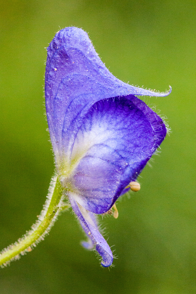 Aconitum columbianum subsp. columbianum, native California herb