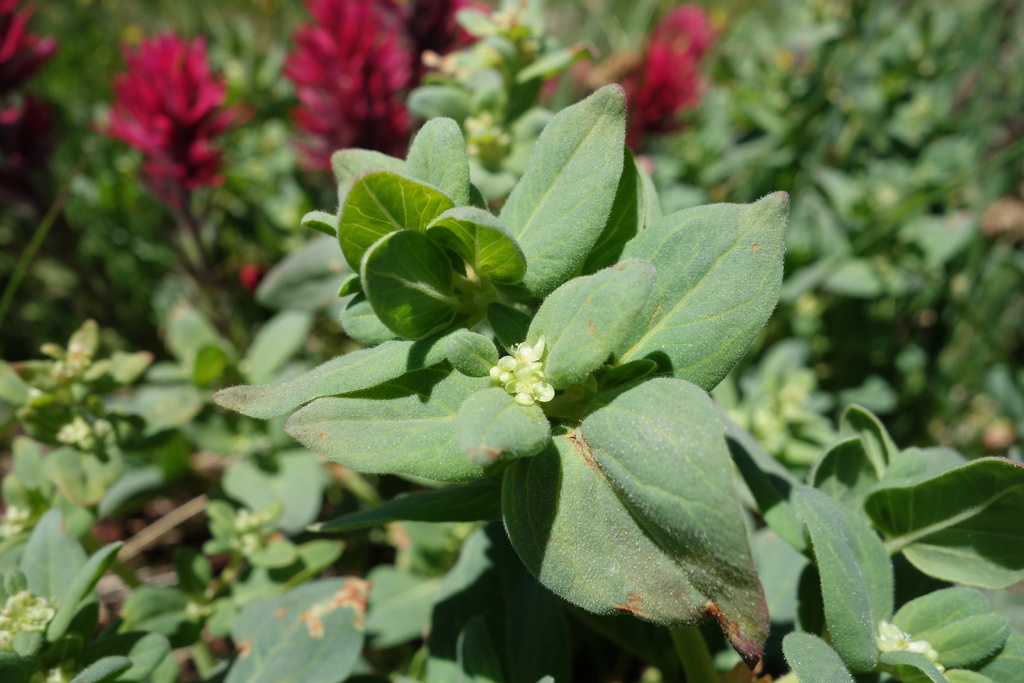 Aconogonon newberryi (Newberry's smartweed), native California perennial