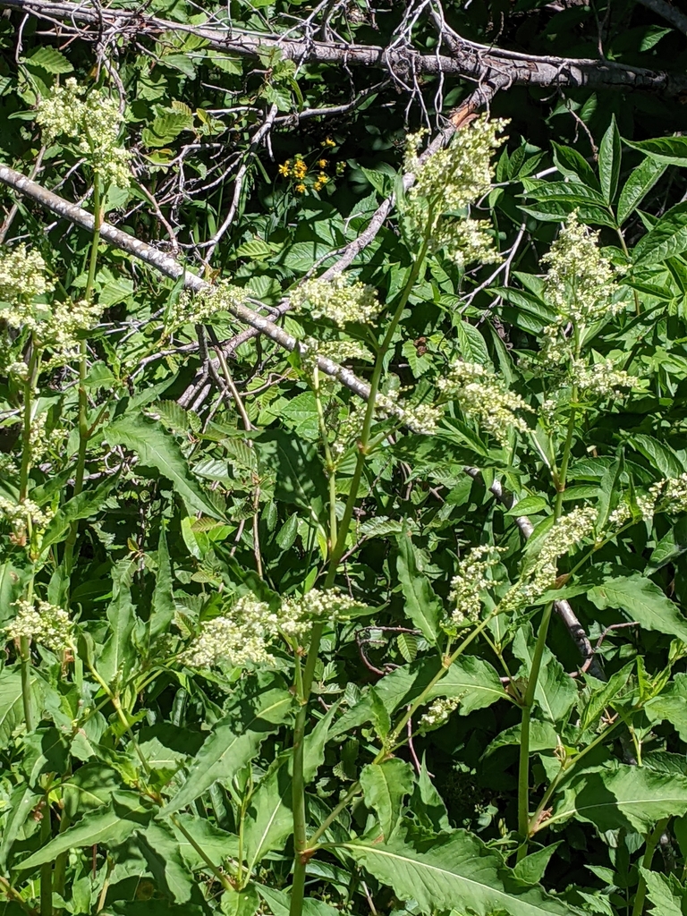 Aconogonon phytolaccifolium (Pokeweed knotweed), native California herb
