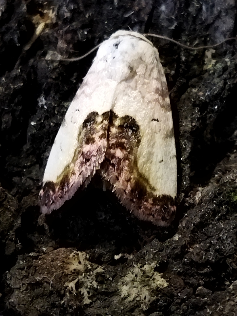 Acontia lucasi, California species
