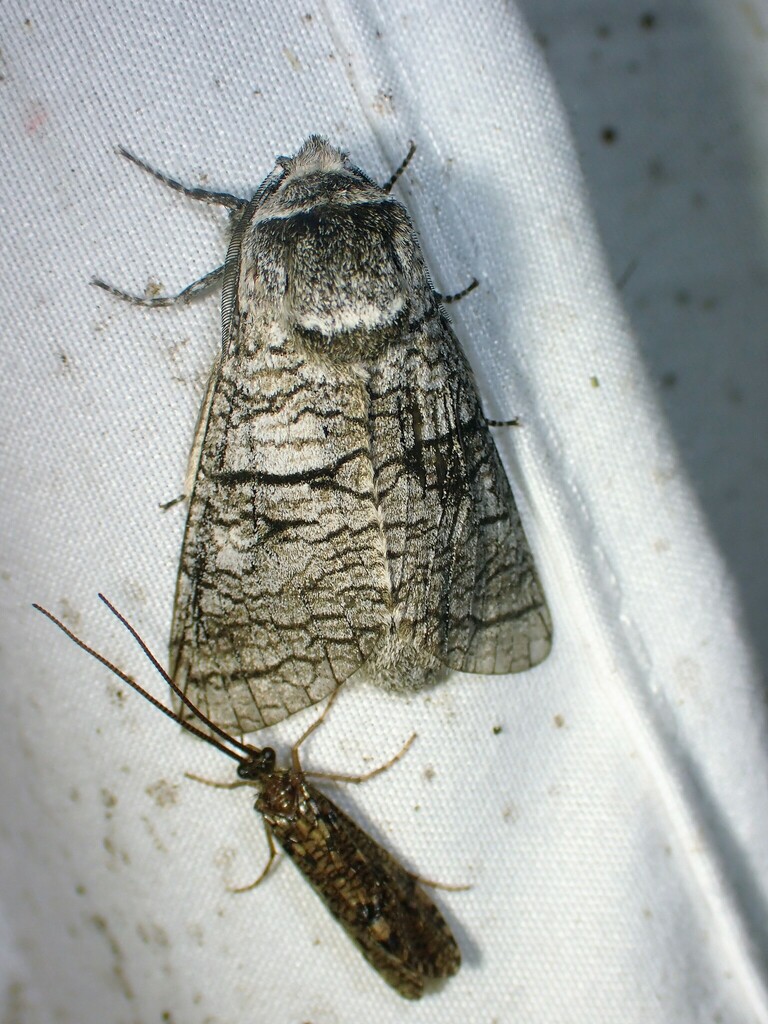 Acossus populi, California species