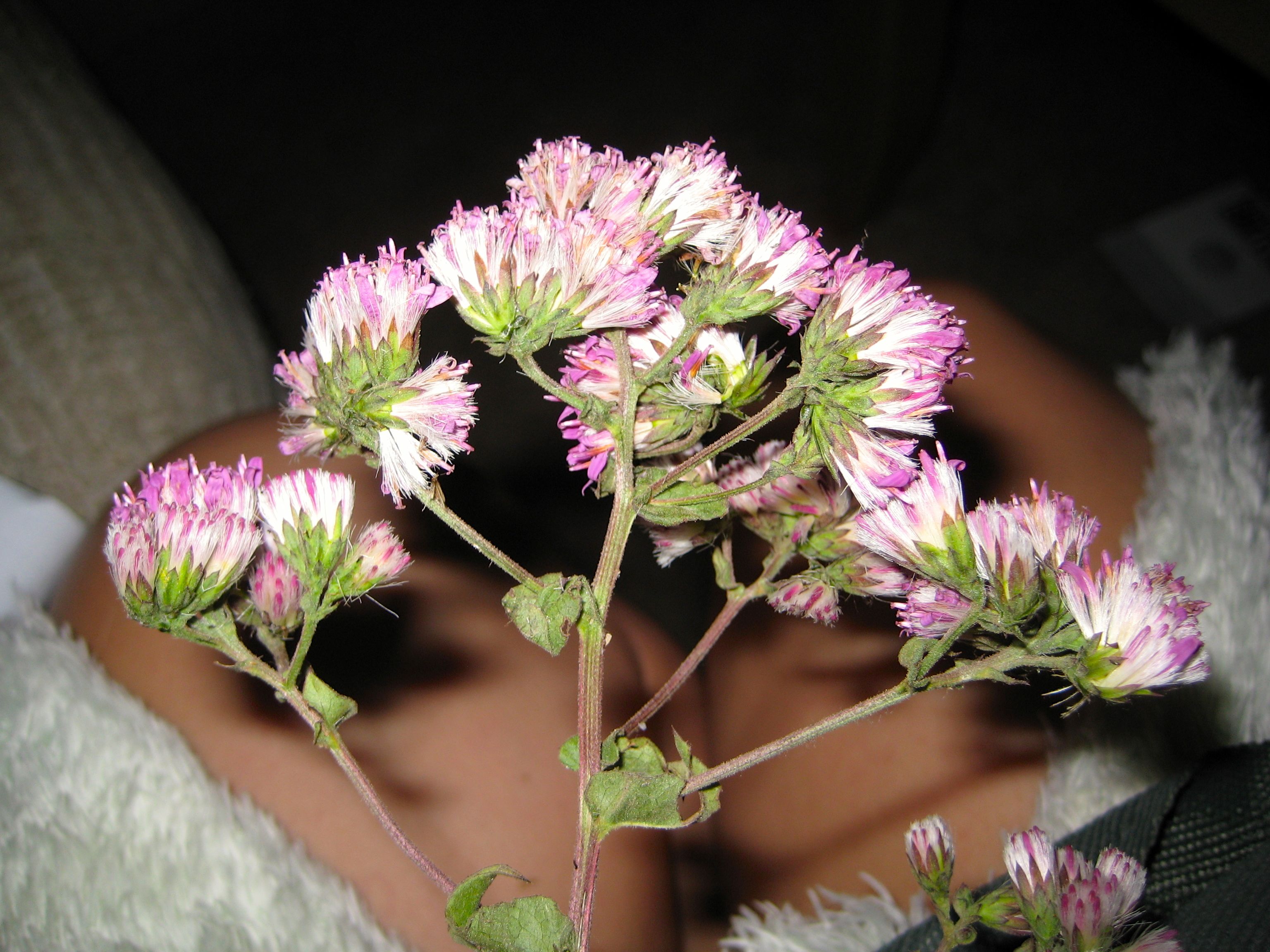 Acourtia microcephala (Sacapellote), native California subshrub