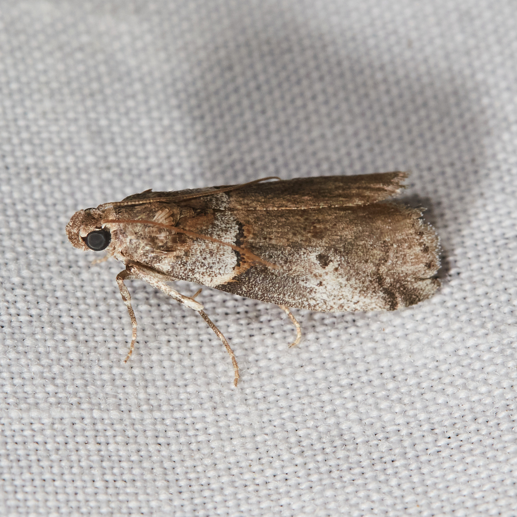 Acrobasis caliginella, California species