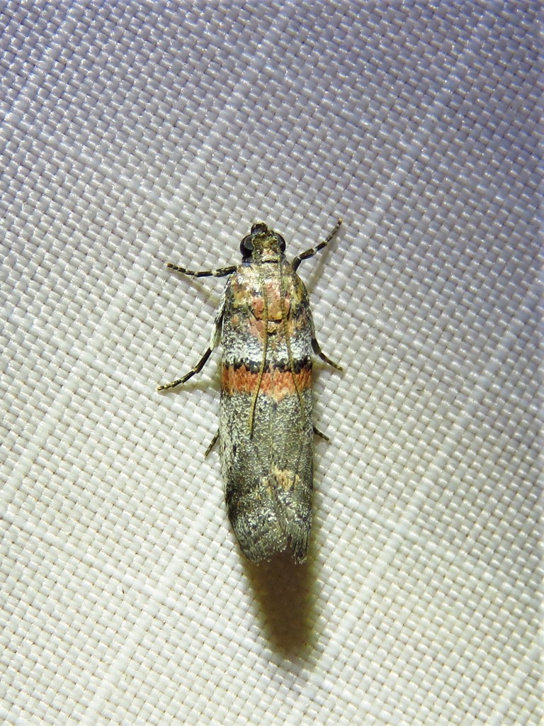 Acrobasis comptella, California species