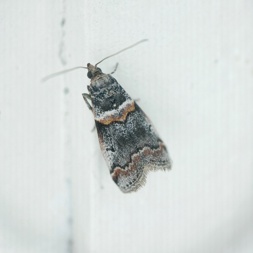 Acrobasis tricolorella (Destructive Pruneworm Moth), California species