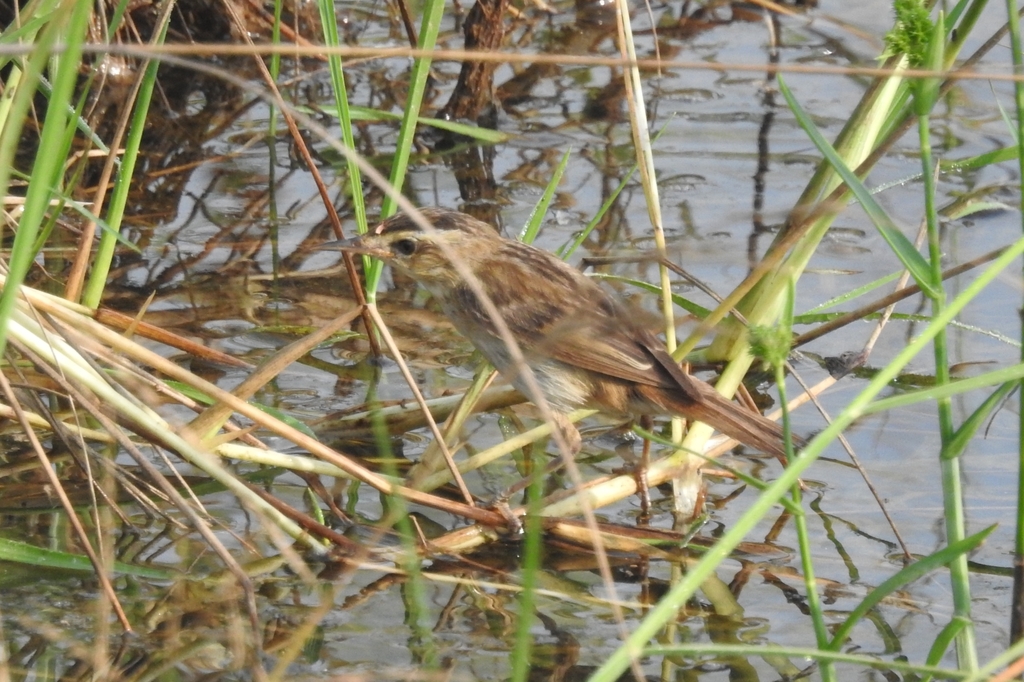 Acrocephalus luscinia (Nightingale reed warbler (old world warbler)), California species