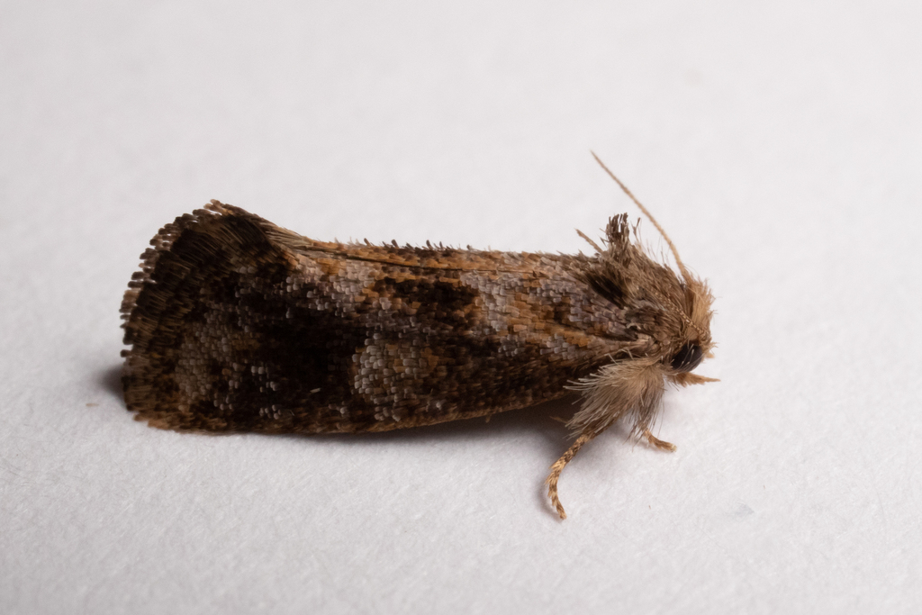 Acrolophus cockerelli, California species