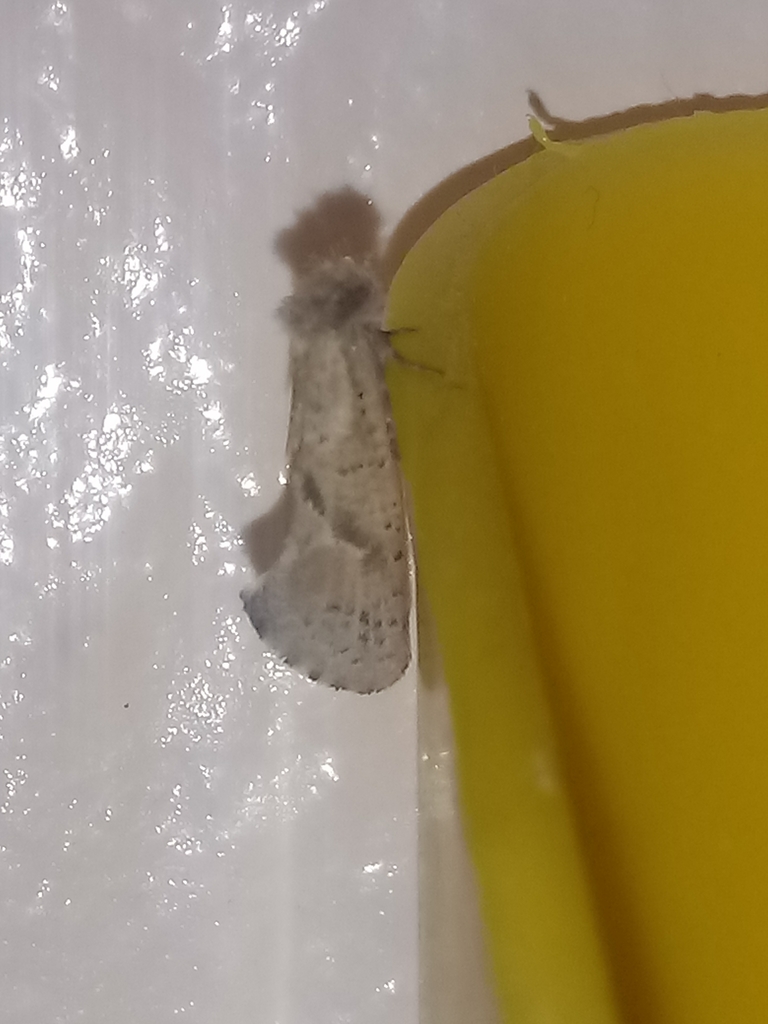 Acrolophus kearfotti, California species