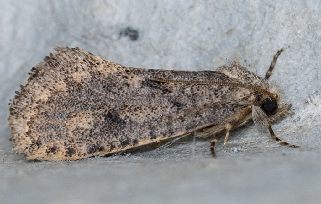 Acrolophus pyramellus, California species