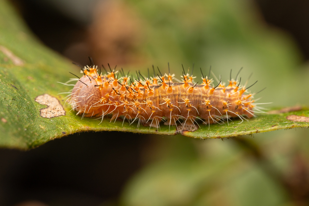 Acronicta brumosa (Charred Dagger Moth), California species