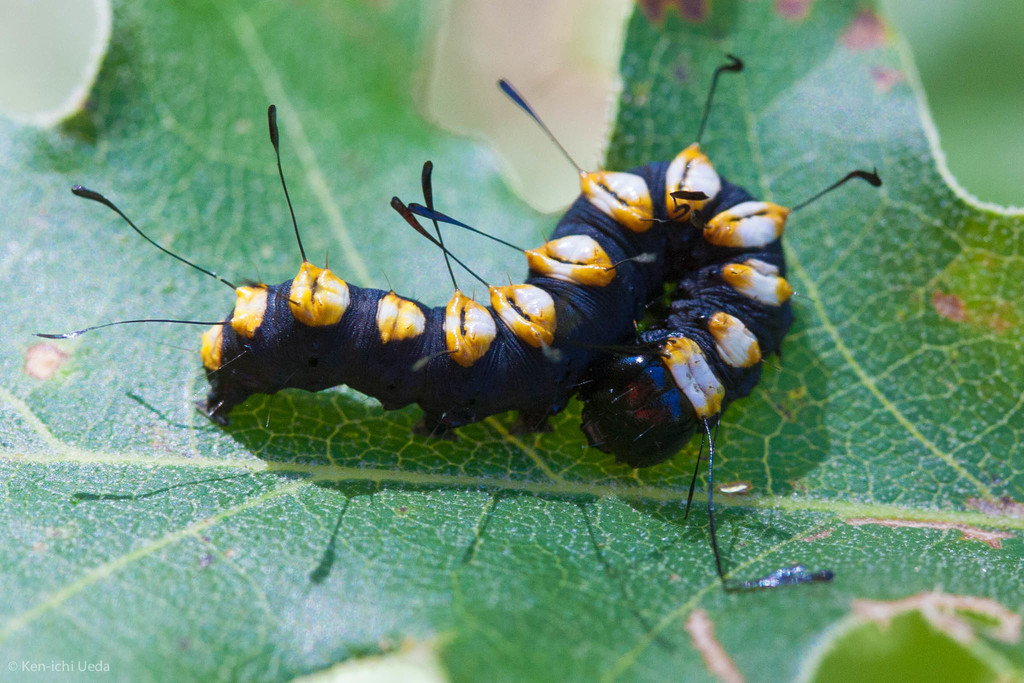 Acronicta dactylina (Fingered Dagger Moth), California species