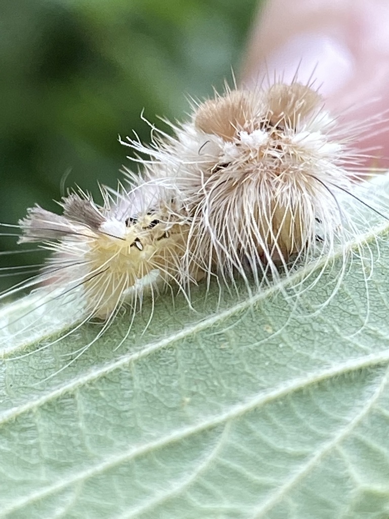Acronicta impleta (Yellow-haired Dagger Moth), California species