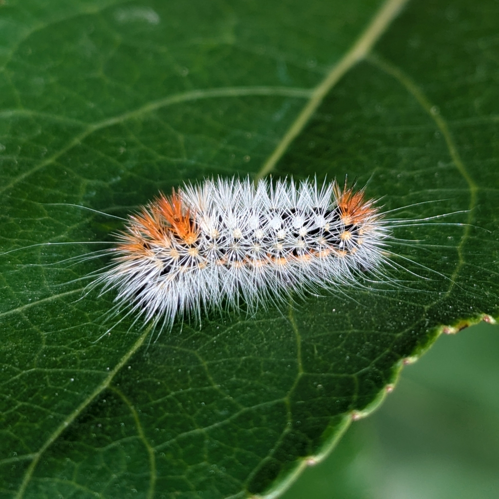 Acronicta impressa (Impressive Dagger Moth), California species