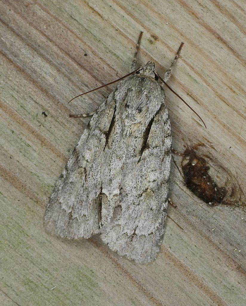 Acronicta interrupta (Interrupted Dagger Moth), California species