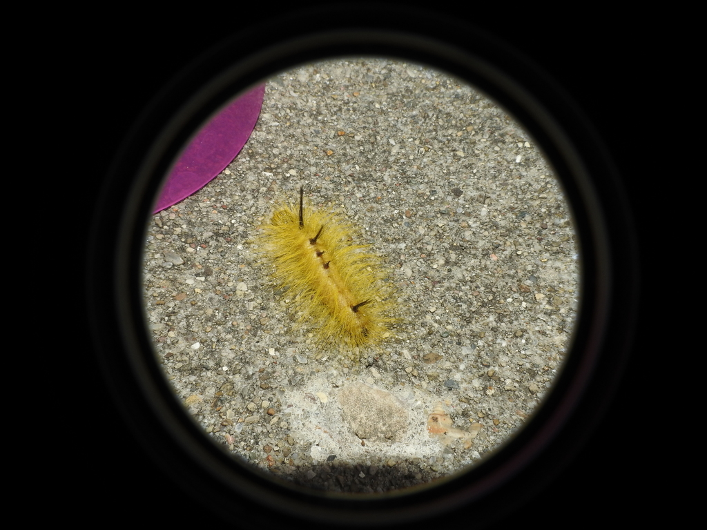 Acronicta lepusculina (Cottonwood Dagger Moth), California species
