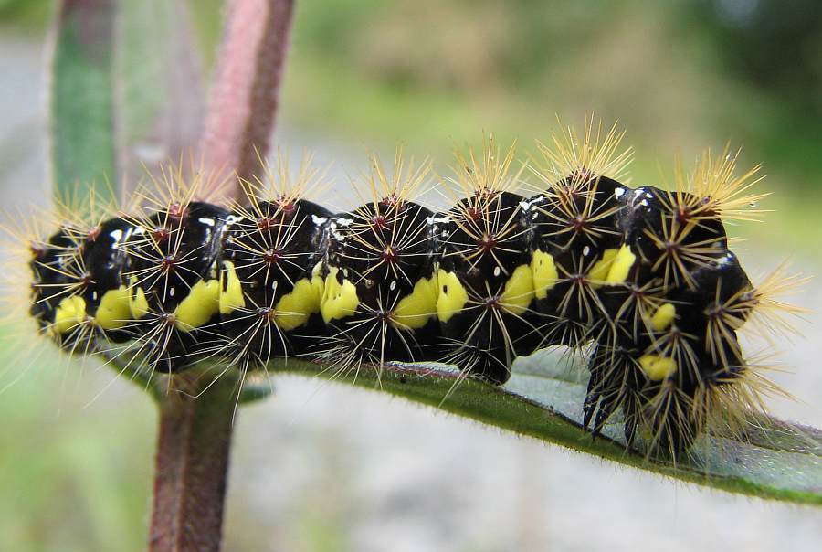 Acronicta lupini, California species