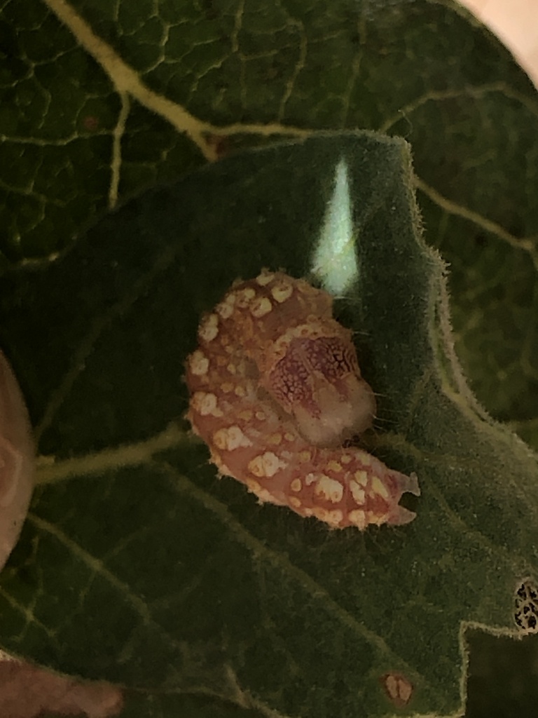 Acronicta marmorata (Marble Dagger Moth), California species