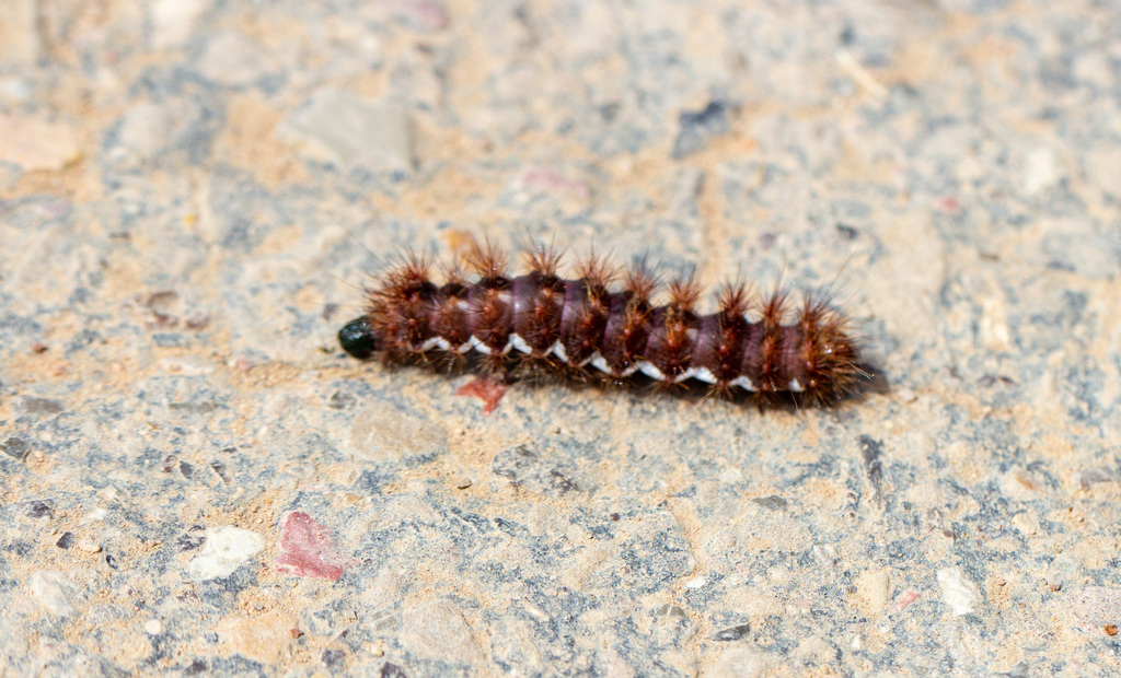 Acronicta perdita (Pacific Dagger), California species