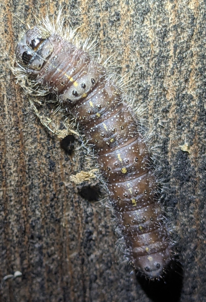 Acronicta spinigera (Nondescript Dagger Moth), California species