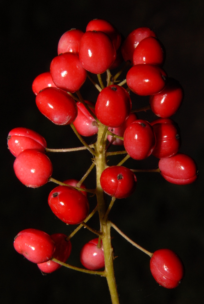 Actaea sp. (Baneberry), non-native California perennial