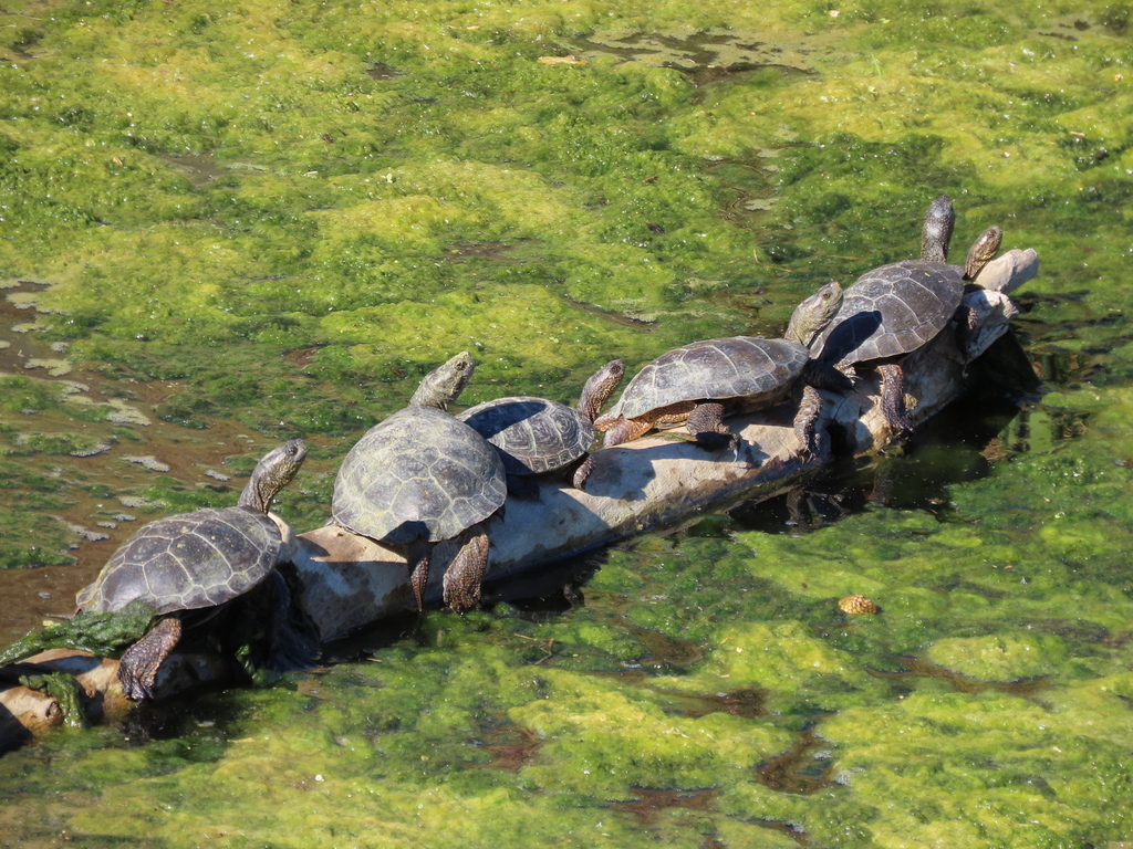 Actinemys marmorata (Northwestern pond turtle), California species