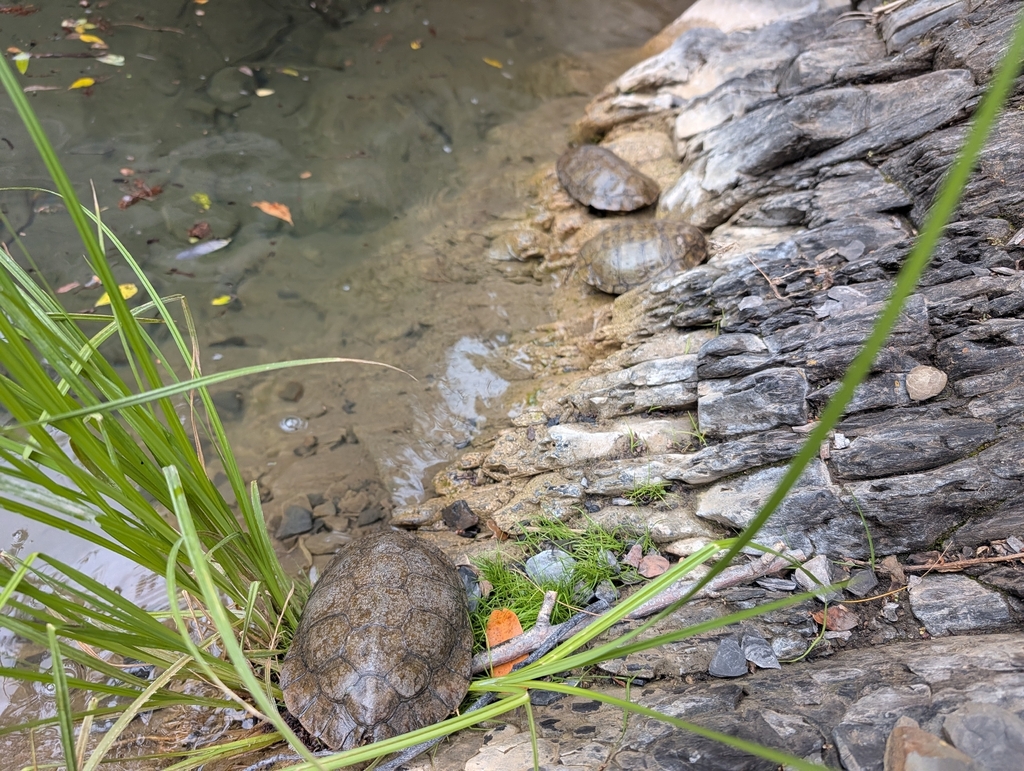 Actinemys pallida (Southwestern pond turtle), California species