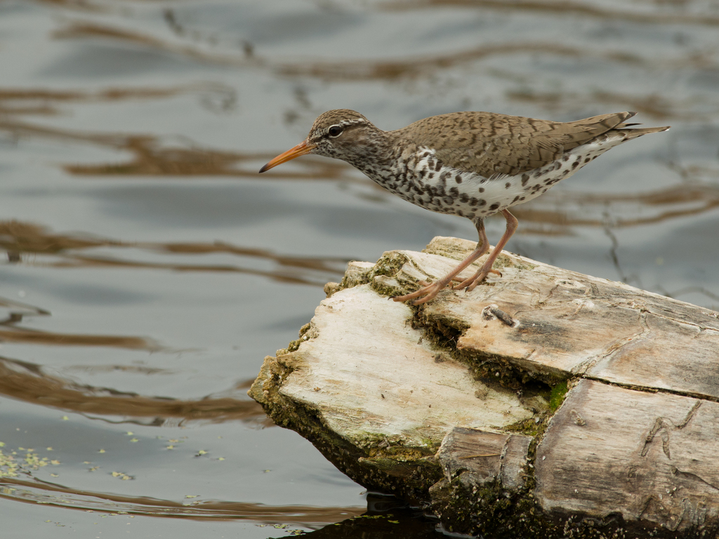 Actitis macularius (Spotted Sandpiper), California species