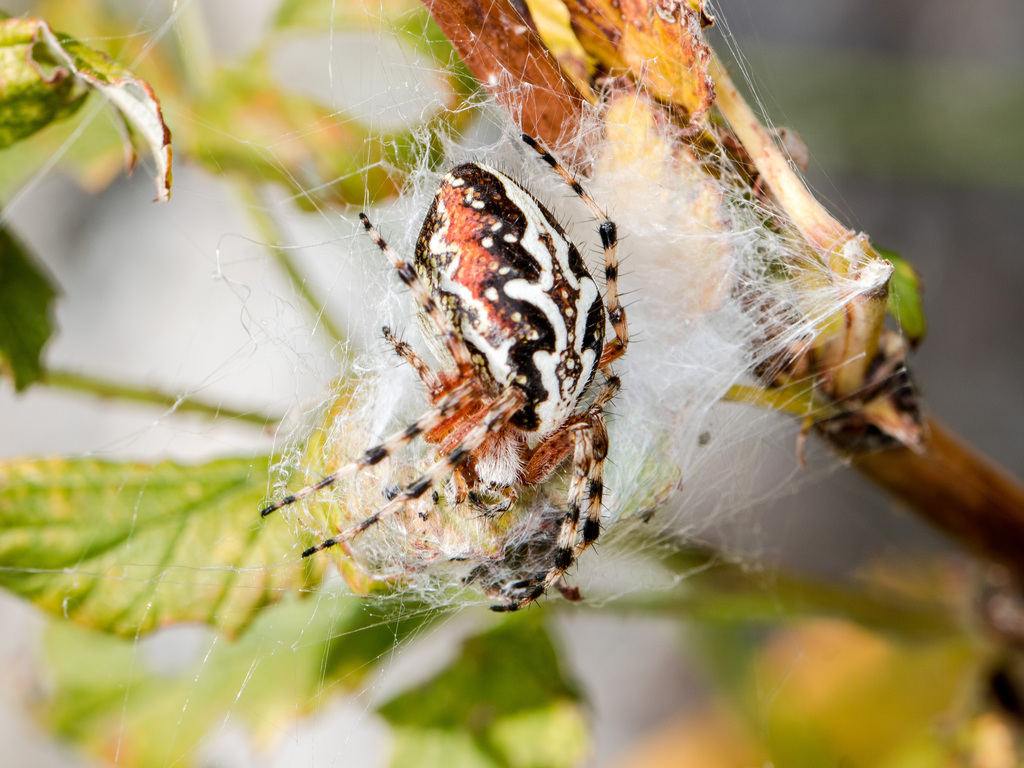 Aculepeira packardi (Northern Orbweaver), California species