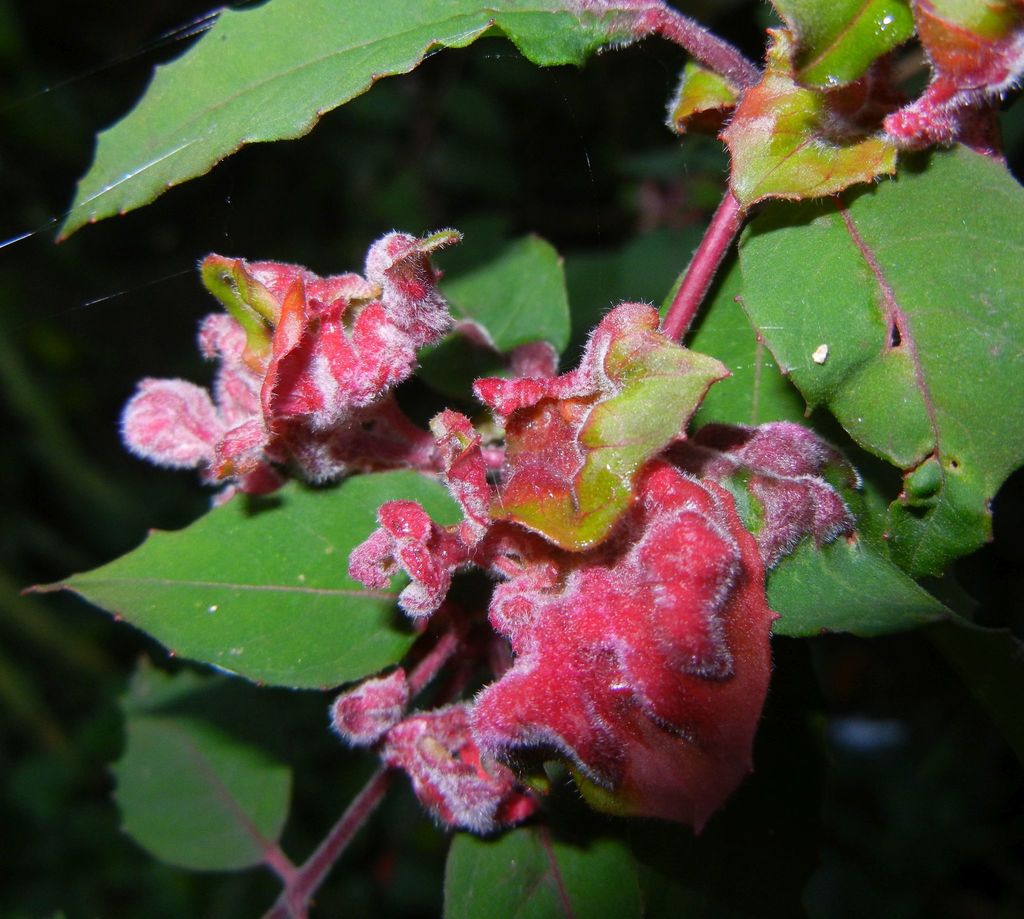 Aculops fuchsiae (Fuchsia Gall Mite), California species