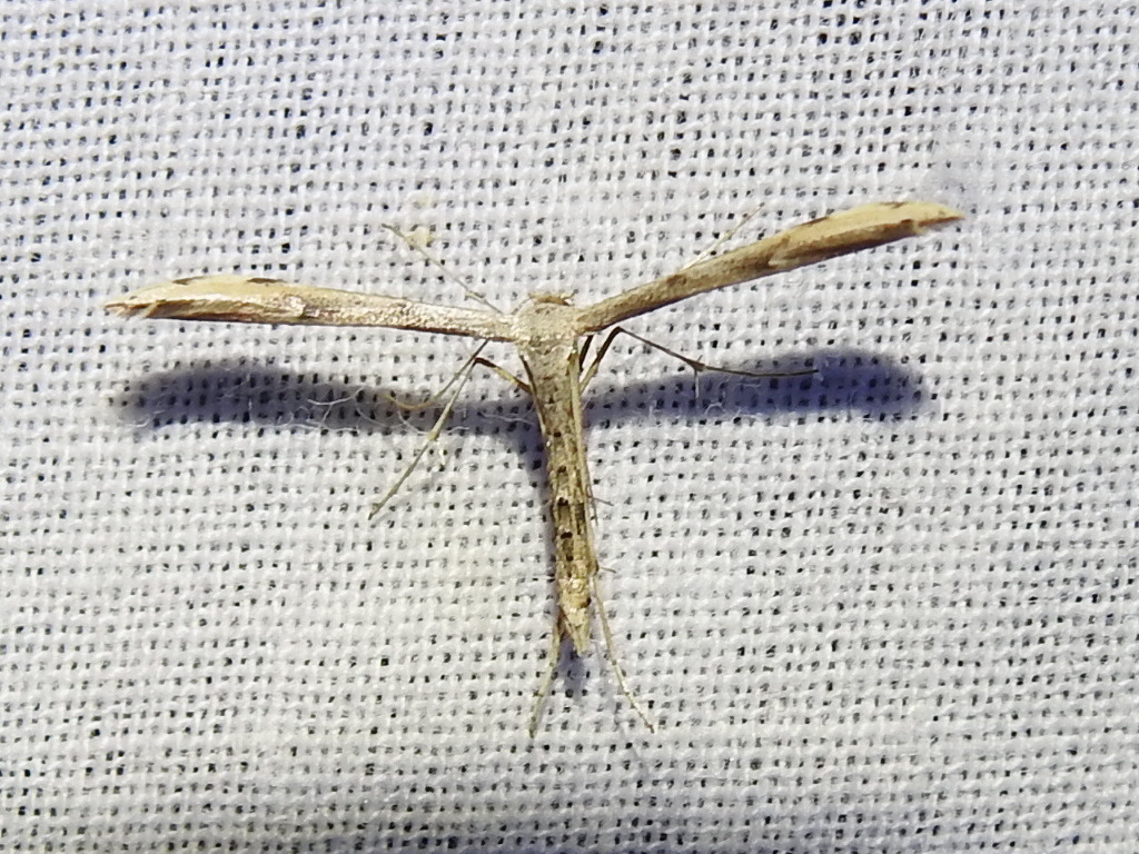 Adaina ambrosiae, California species